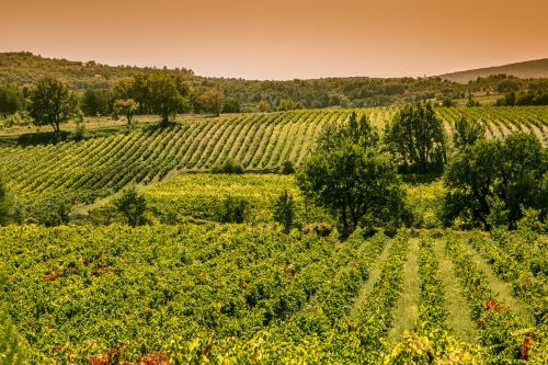 Private Tour: Private Provence Wine Tour: An Exclusive Tasting Experience